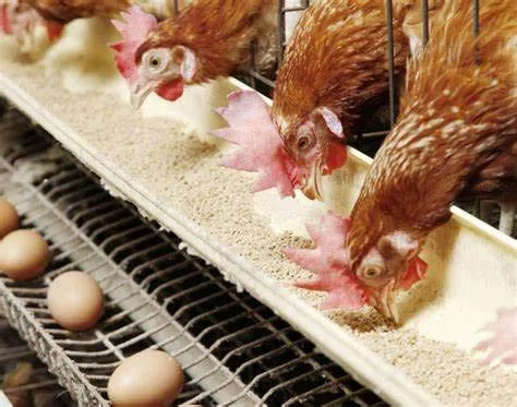 Harina de Soja para alimentacion Animal Saco 10kg.