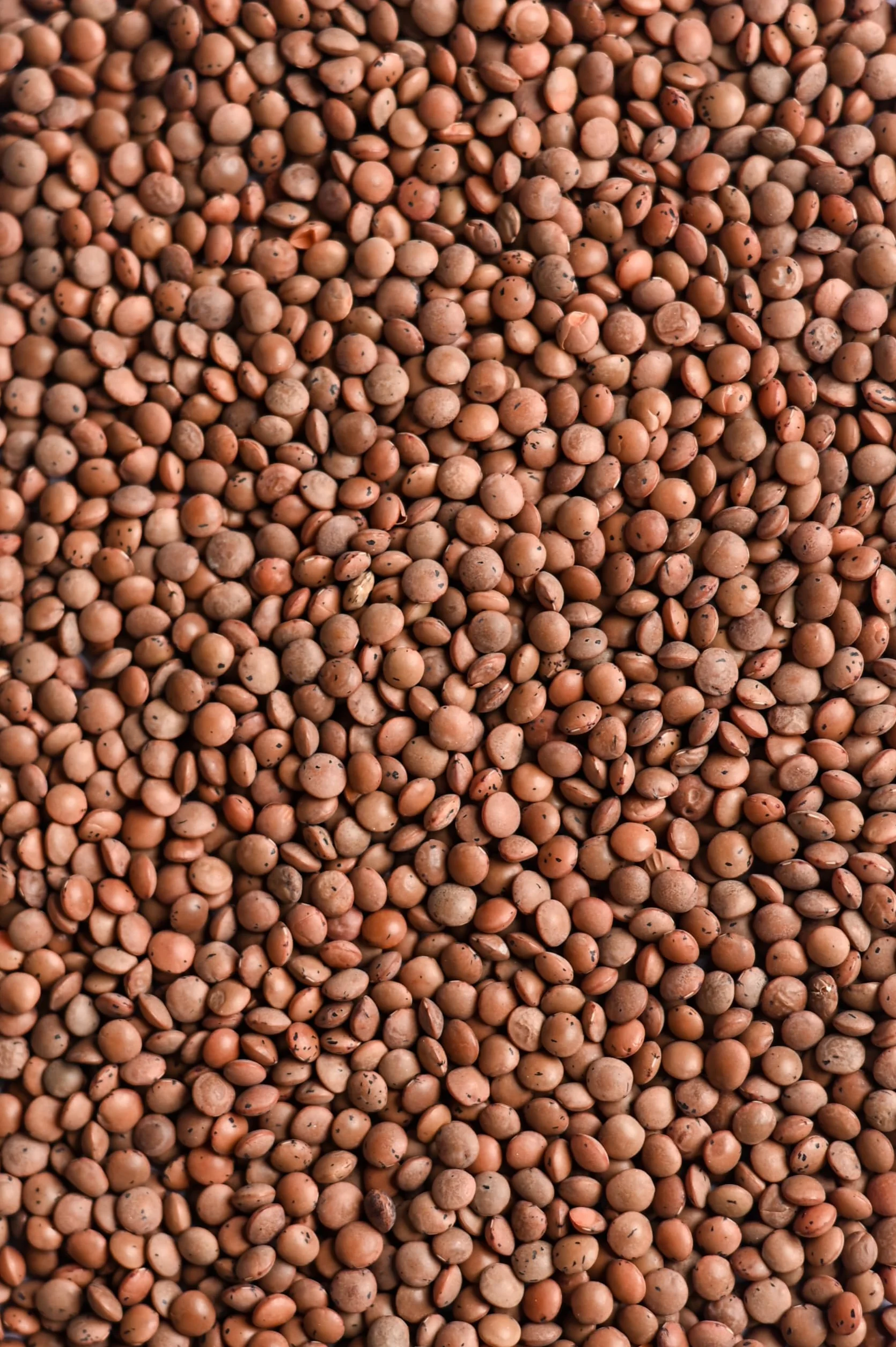 Biojoy Lentejas marrones BÍO (1,5 kg), secas y enteras, lentejas de montaña